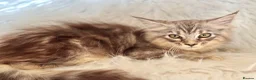Maine Coon cats for sale: Maine coon kittens fluffy cuddly kittens - Advert 31