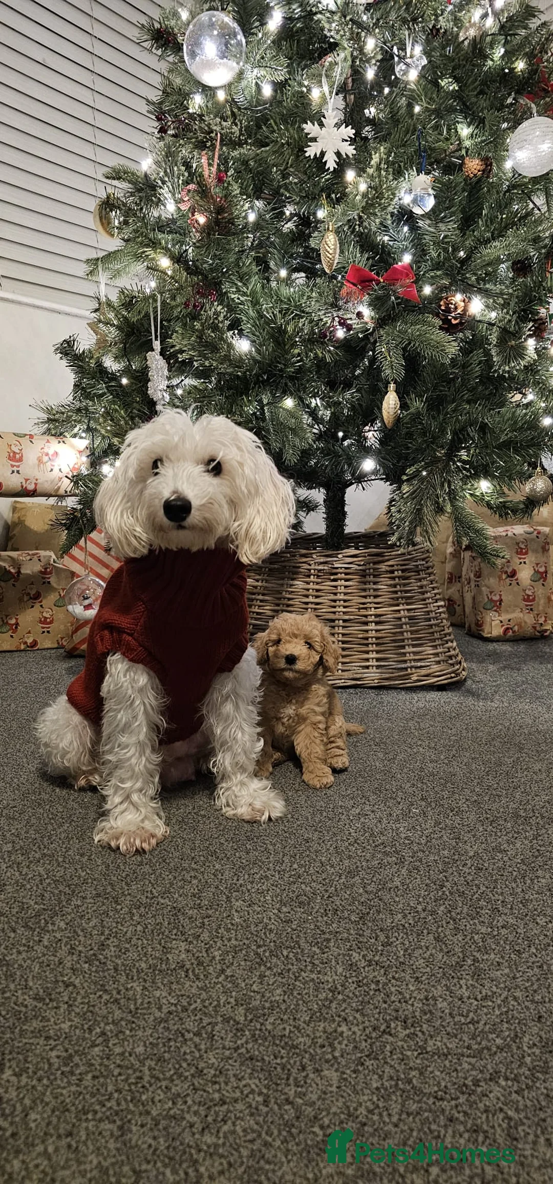 Toy Poodle dogs for stud: Stunning KC poodle stud in Reading - Advert 18