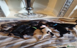 Jack Russell dogs for sale: Jack russell  - Image 9