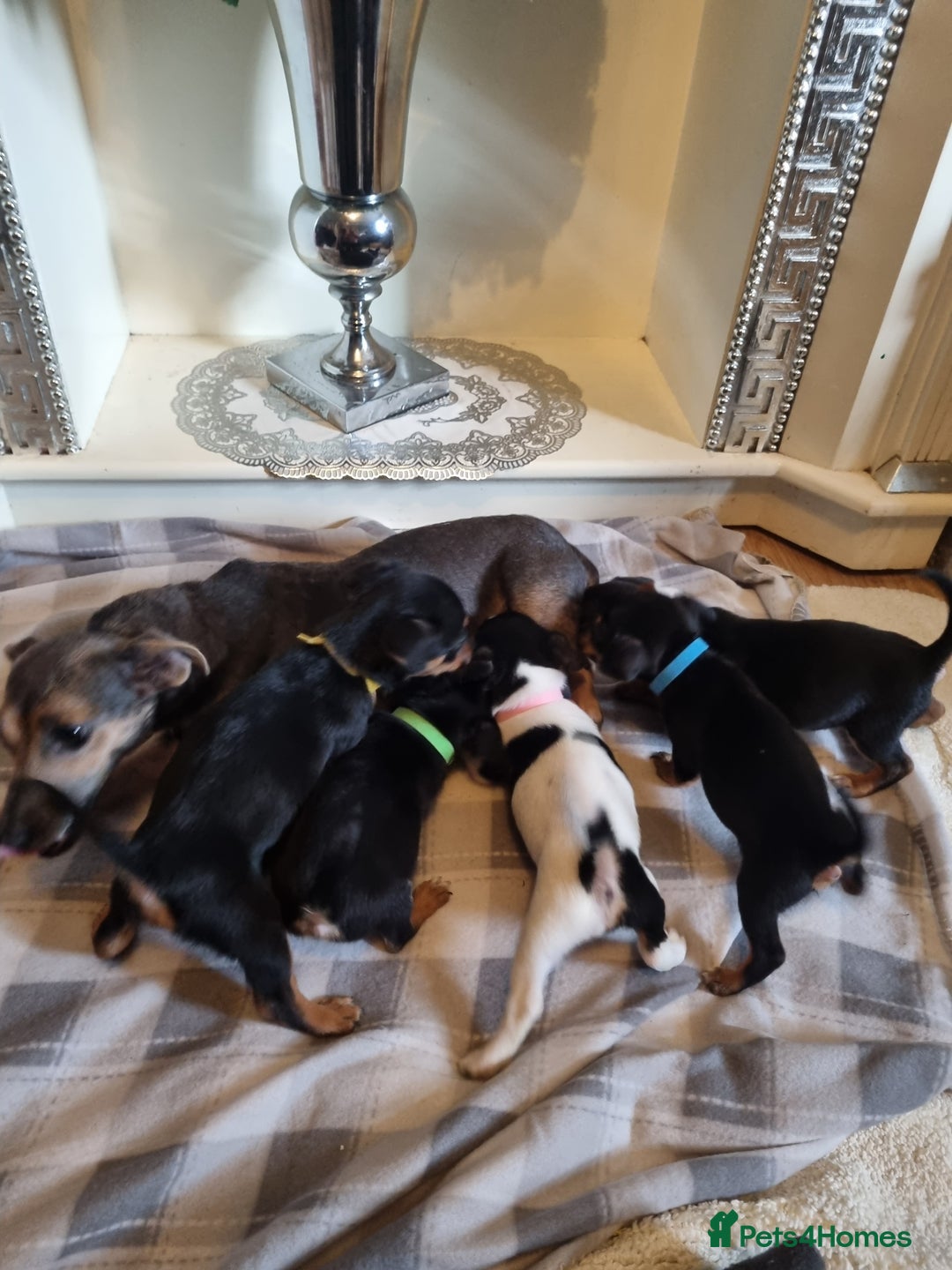 Jack Russell dogs for sale: Jack russell  - Image 9