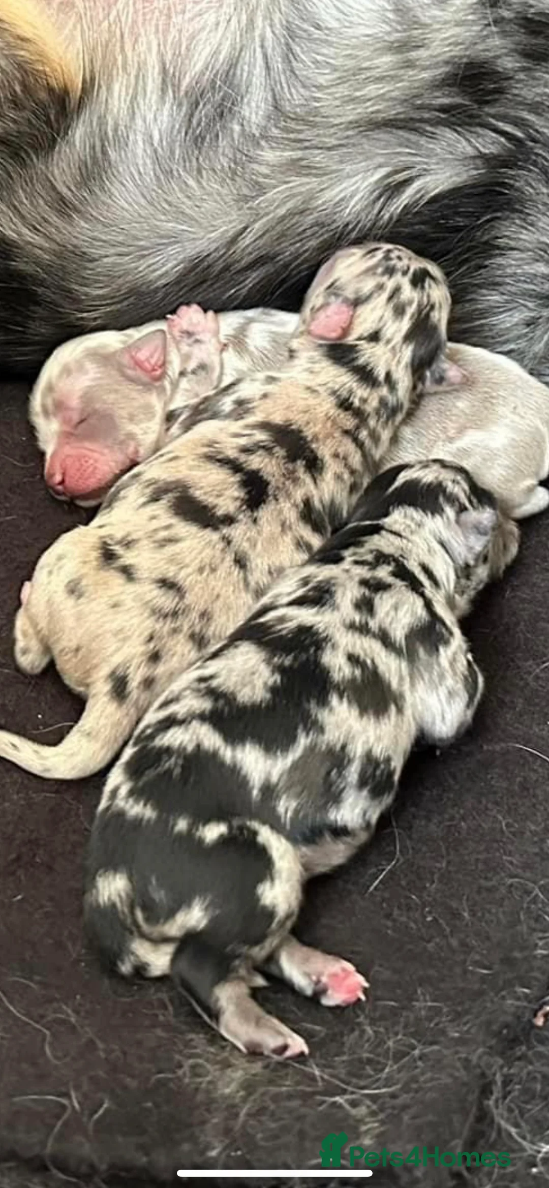 Chihuahua dogs for stud: KC Registered Blue Double KB in Chorley - Advert 8