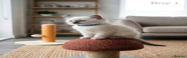 Ragdoll 3