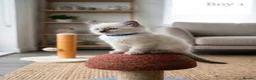 Ragdoll cats for sale: Beautifull Ragdoll kittens - Advert 3
