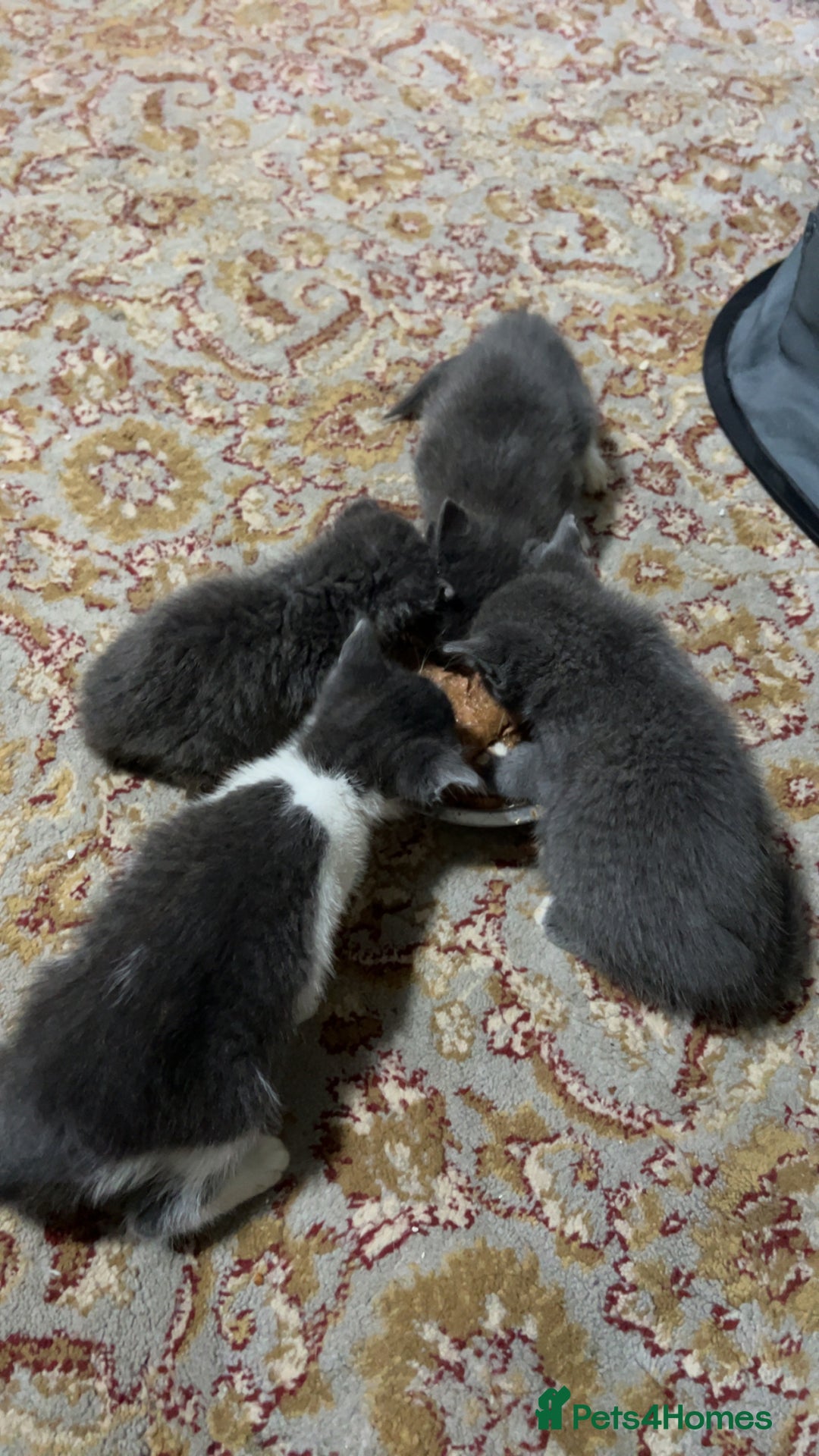 British Shorthair cats for sale: Stunning blue kittens  - Image 1