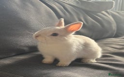 Netherland Dwarf rabbits for sale: male netherland dwarf rabbit  - Image 5