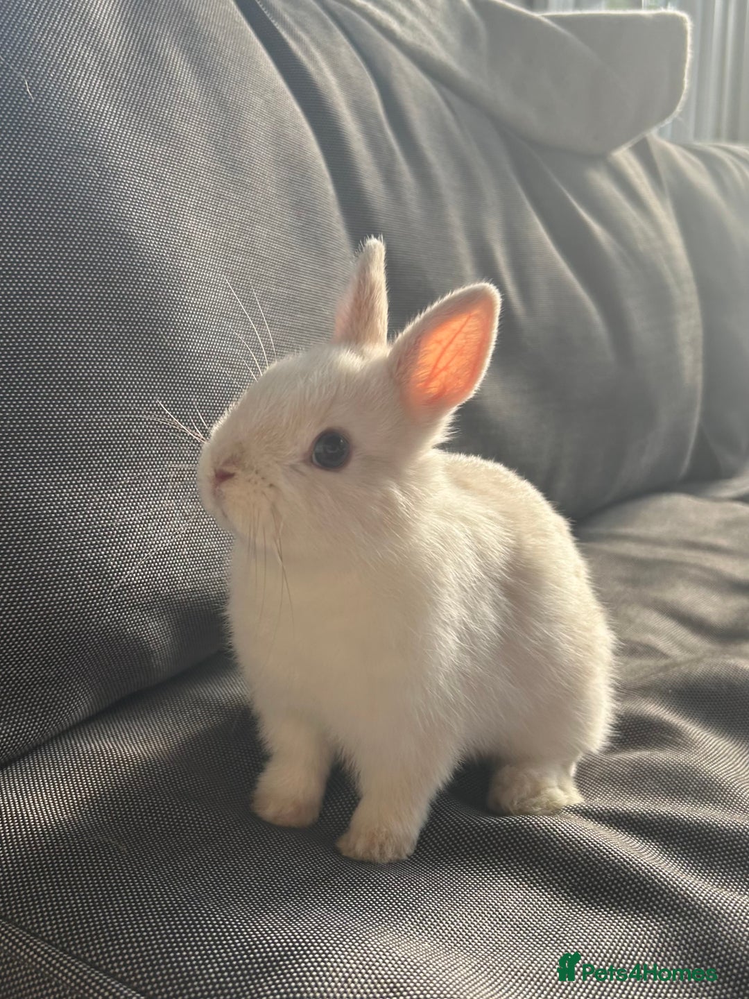Netherland Dwarf rabbits for sale: male netherland dwarf rabbit  - Image 5
