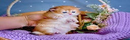 British Longhair cats for sale: Golden British Longhair Kitten - Advert 5