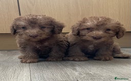 Bedlington Terrier dogs for sale: Bedlington terrier puppies  - Image 1
