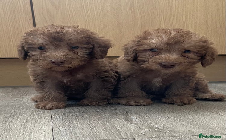 Bedlington Terrier dogs - Advert 1