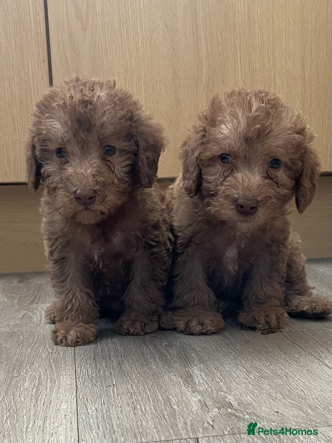 Bedlington Terrier dogs for sale: Bedlington terrier puppies  - Image 1