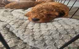 Cockapoo dogs for sale: Little teddy bears - Image 2