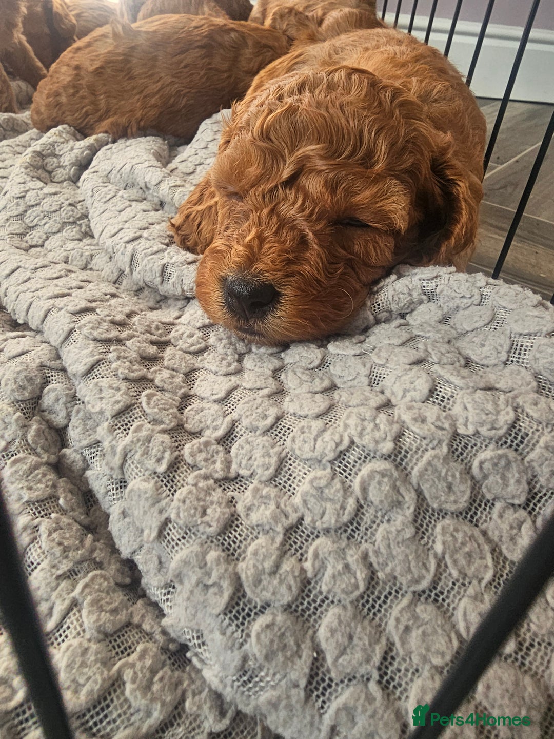 Cockapoo dogs for sale: Little teddy bears - Image 2