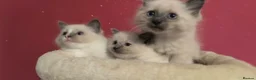 Ragdoll cats for sale: Ragdoll kittens - Advert 15