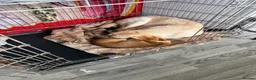 Labrador Retriever dogs for sale: 15 month old female Labrador  - Advert 8