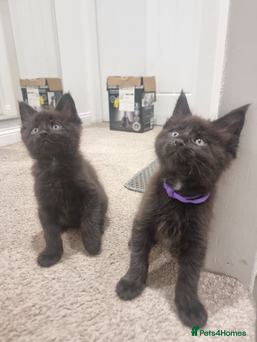 Maine Coon cats for sale: Stunning Maine Coon Kittens for sale/ Reservation  - Advert 8