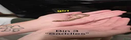 Snake reptiles for sale: Western hognose hatchlings  in Canterbury - Advert 4