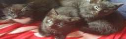 Mixed Breed cats for sale: 3 beautiful boy kittens ready for forever homes - Advert 6