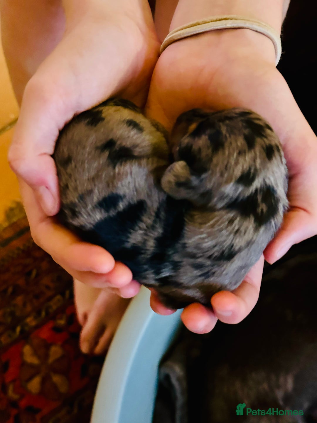 Miniature Dachshund dogs for sale: Ready Soon - Gorgeous KC Reg. Miniature Dachshund - Advert 24