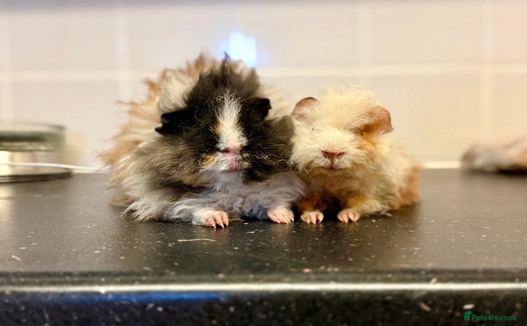 Guinea Pig rodents - Advert 3