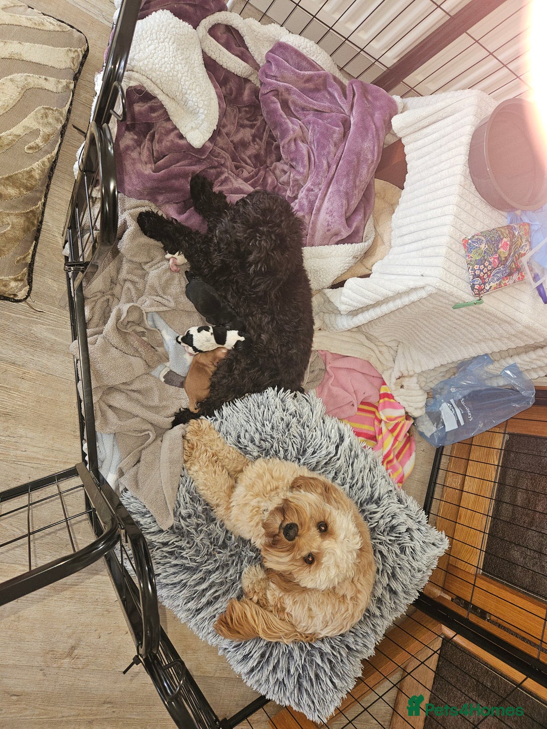Cavapoo dogs for sale: Adorable girl and boy left - Image 10