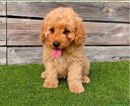 Cockapoo dogs Adorable F1 Cockapoo pups ♥️🐕🐾 - Advert 1