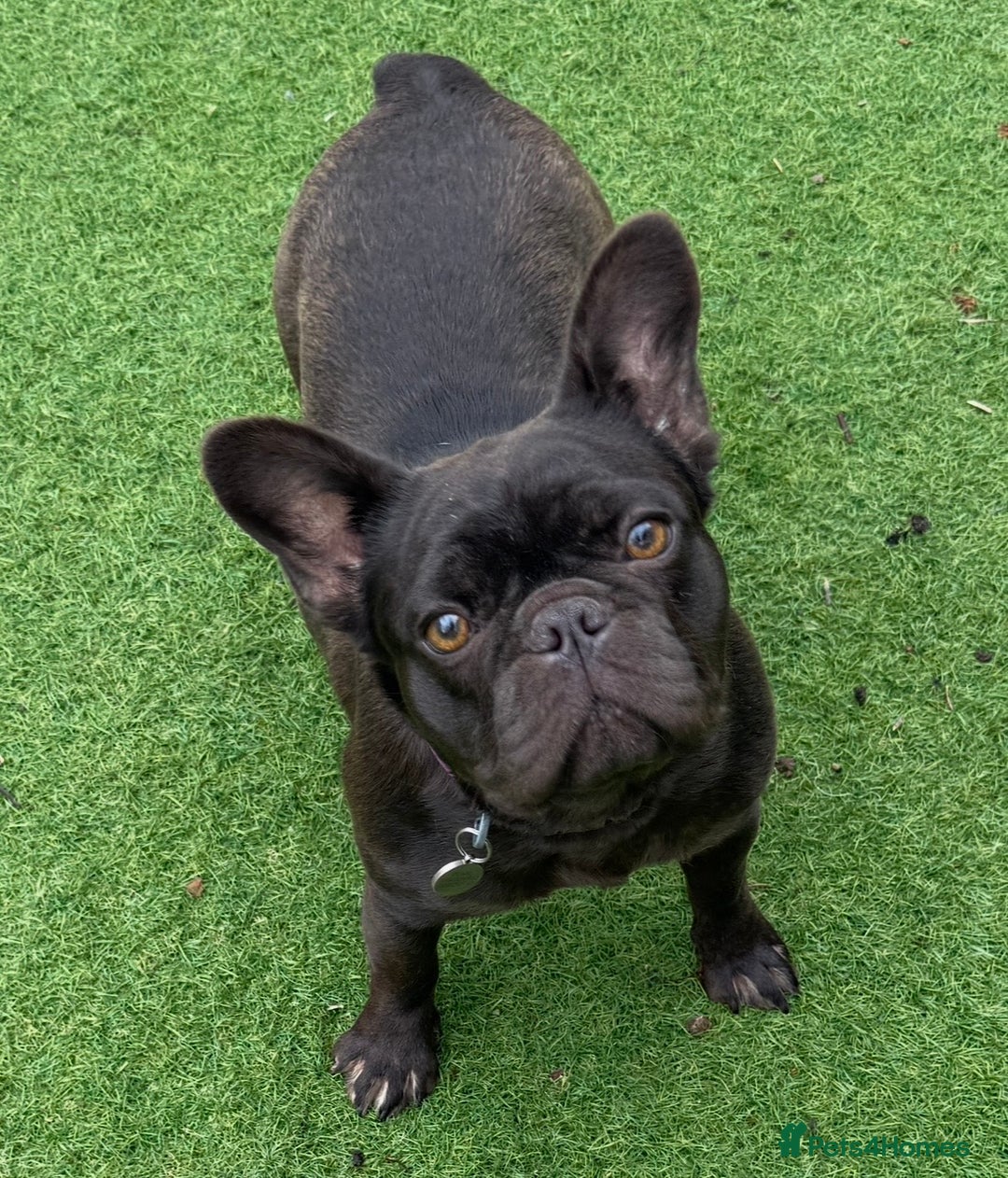 French Bulldog dogs for sale: Pearl, petite French bulldog with perfect heart - Advert 1