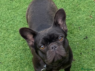 French Bulldog dogs Pearl, petite French bulldog with perfect heart - Advert 6
