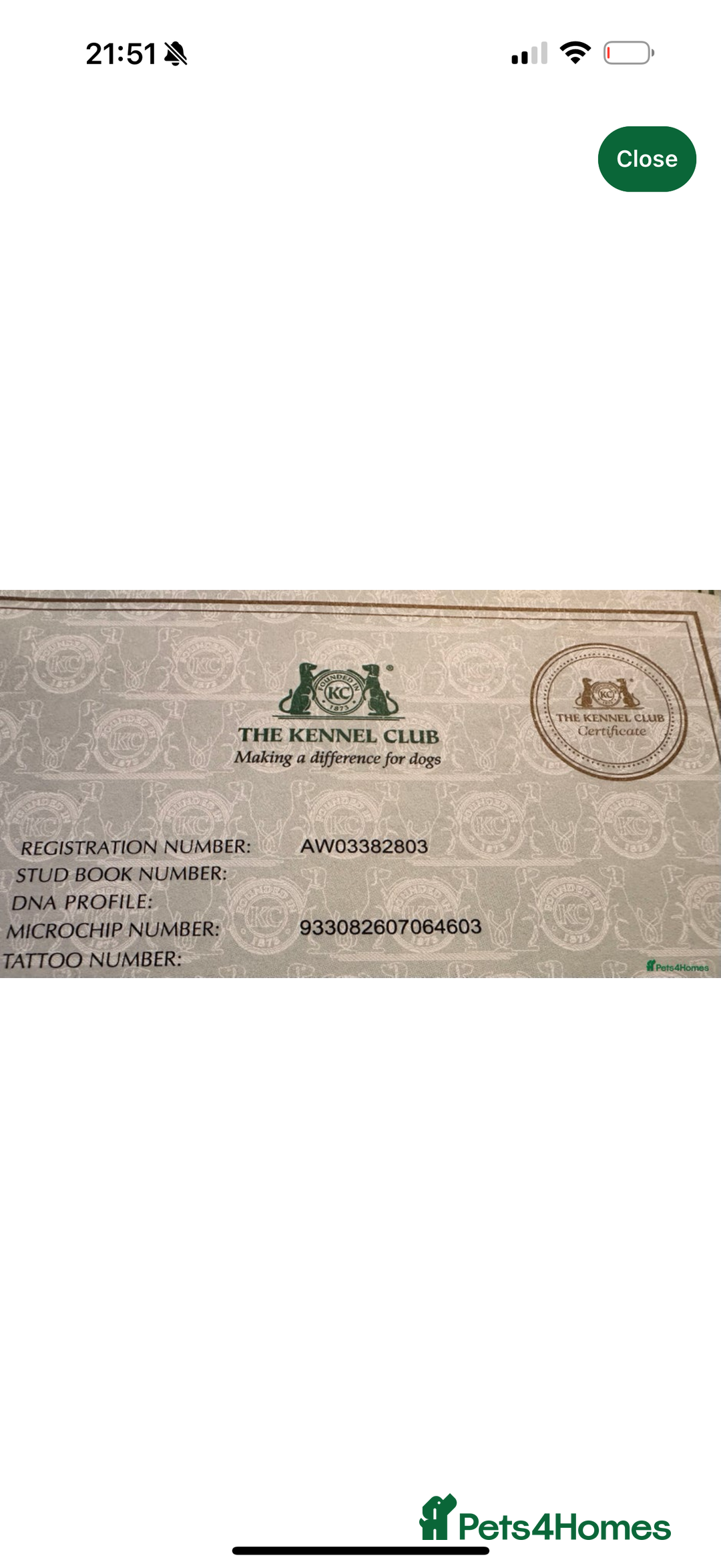 Cavapoo dogs for sale: Gorgeous F1b cavapoo pups  - Advert 9