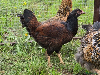 Chickens poultry - Advert 19