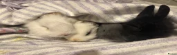 Mixed Breed rabbits for sale: Angora x lionhead  - Advert 5