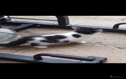 British Longhair cats for sale: ❤️Urgent 2 lovely sweet kitten left - Image 6