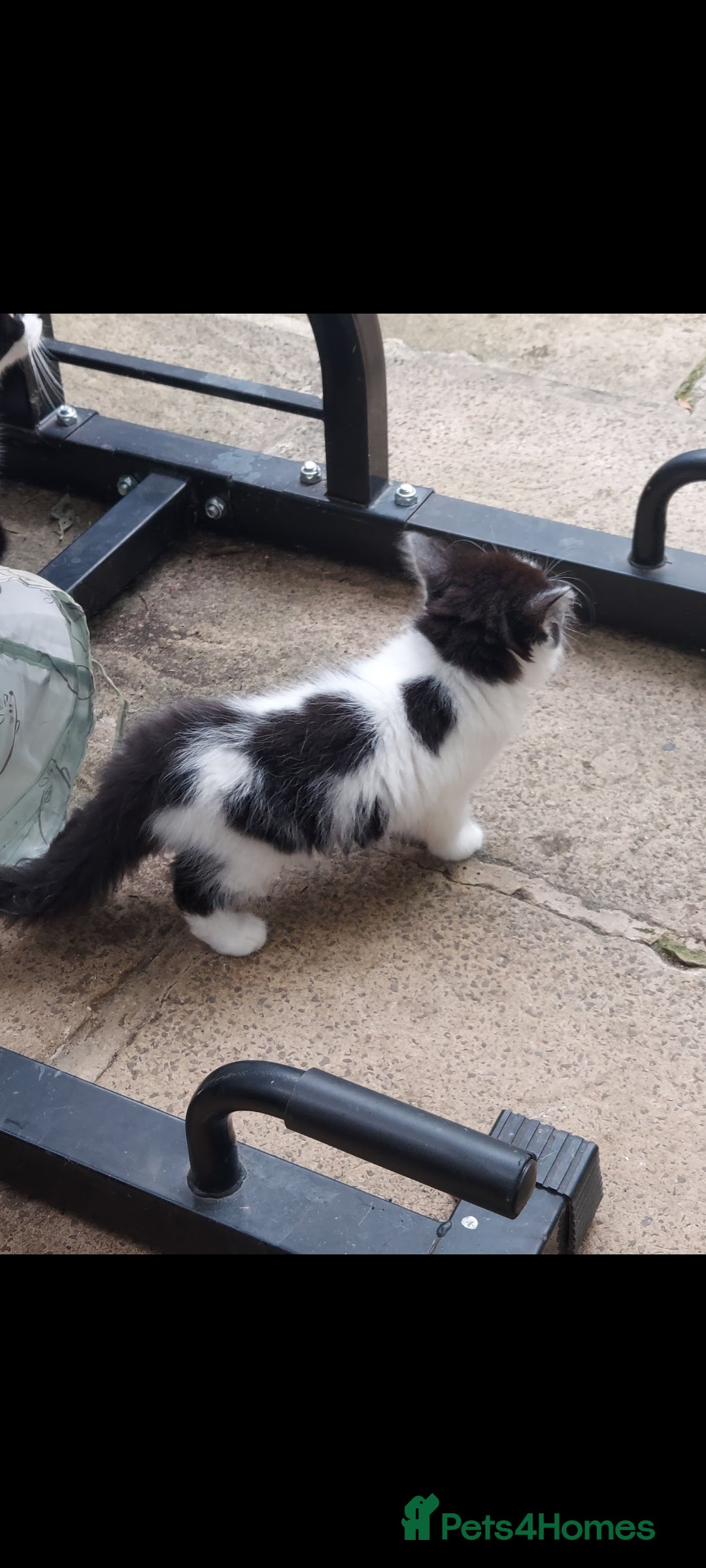 British Longhair cats for sale: ❤️Urgent 2 lovely sweet kitten left - Image 6