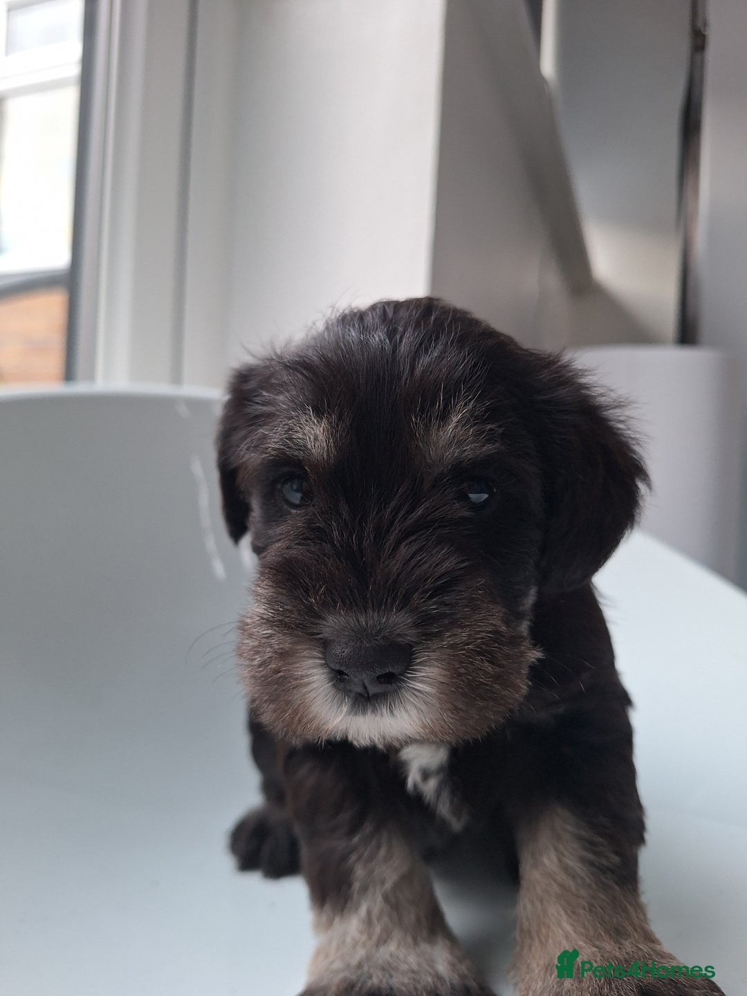 Miniature Schnauzer dogs for sale: 3 adorable miniature schnauzer puppies  - Image 6
