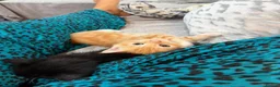British Shorthair cats for sale: 2 kittens for sale  - Advert 8