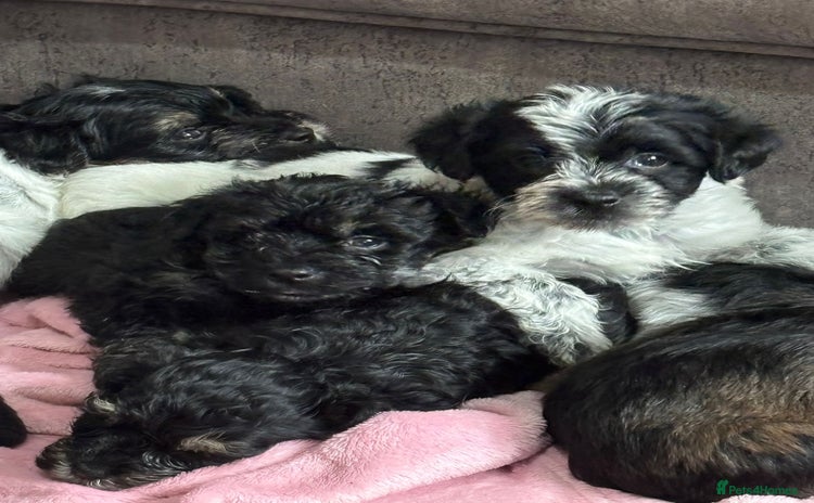 Mixed Breed dogs - Advert 1