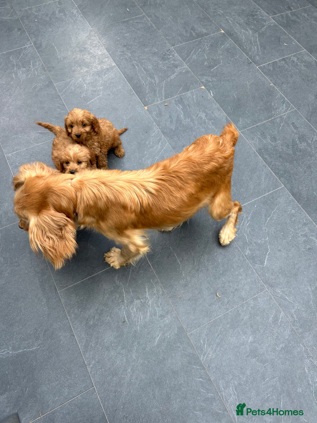 Cockapoo dogs for sale: Cockapoos  - Image 23
