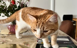 Mixed Breed cats for sale: Adorable kittens looking for loving homes - Image 6