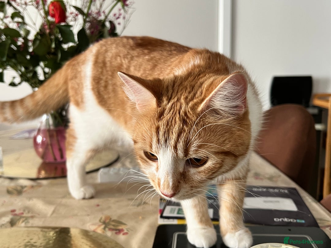 Mixed Breed cats for sale: Adorable kittens looking for loving homes - Image 6