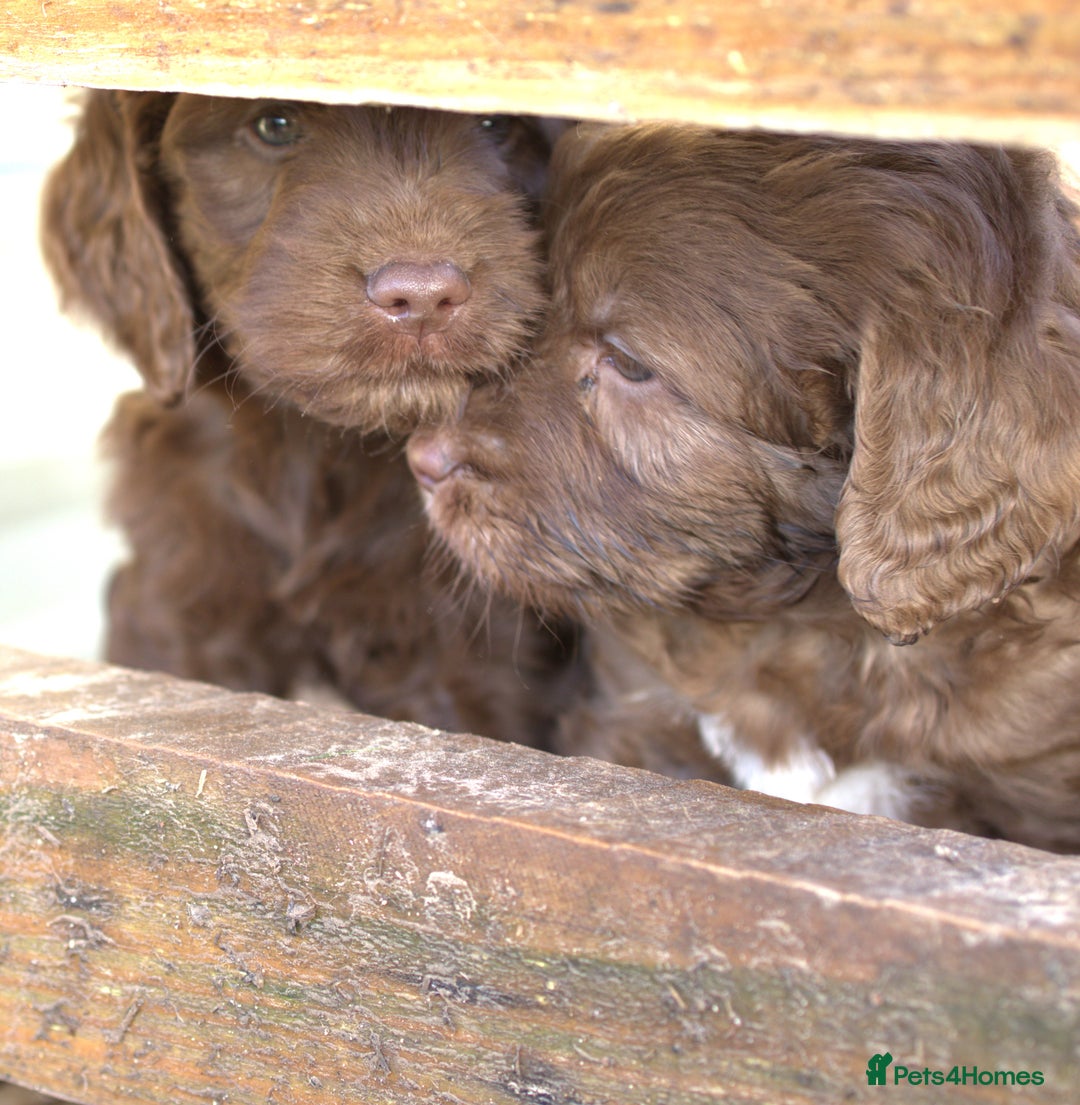 Double Doodle dogs for sale: 🌈Ethically Bred, Scientifically Raised 🌈🌈 - Advert 5