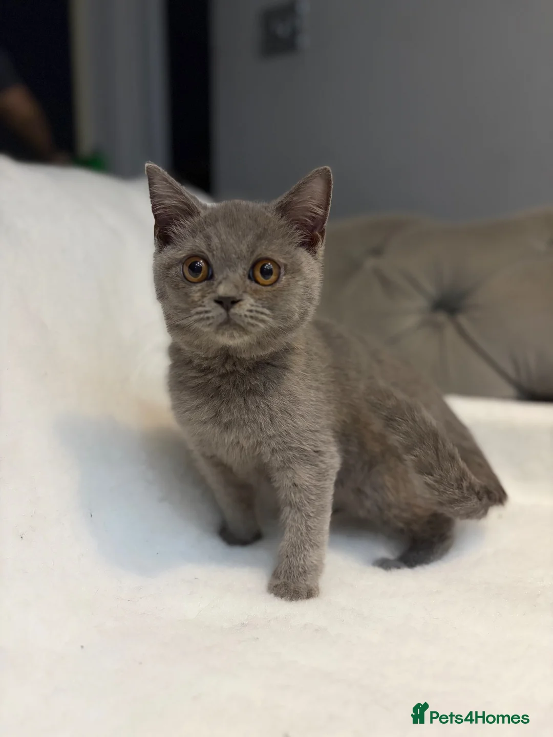 British Shorthair cats for sale: Beautiful BSH  - Advert 2
