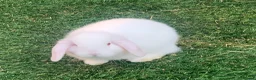 Mixed Breed rabbits for sale: White Albino Mini lops 2 girls and 1 boy left - Advert 4