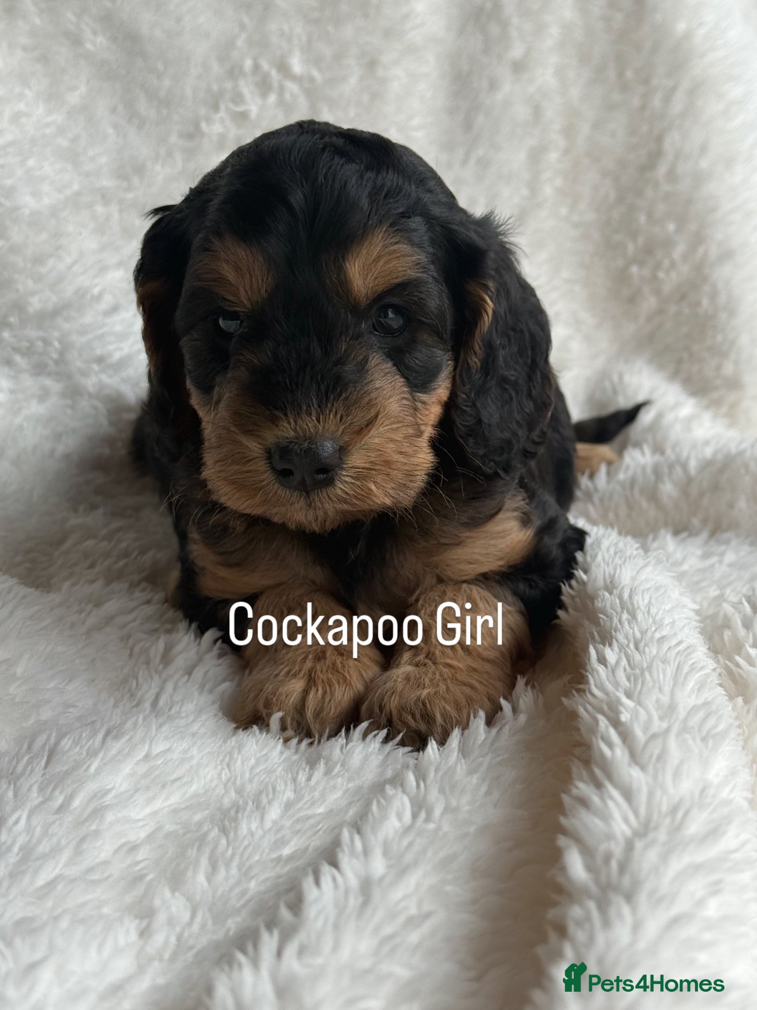 Cockapoo dogs Stunning  F1 Cockapoo’s - Advert 2