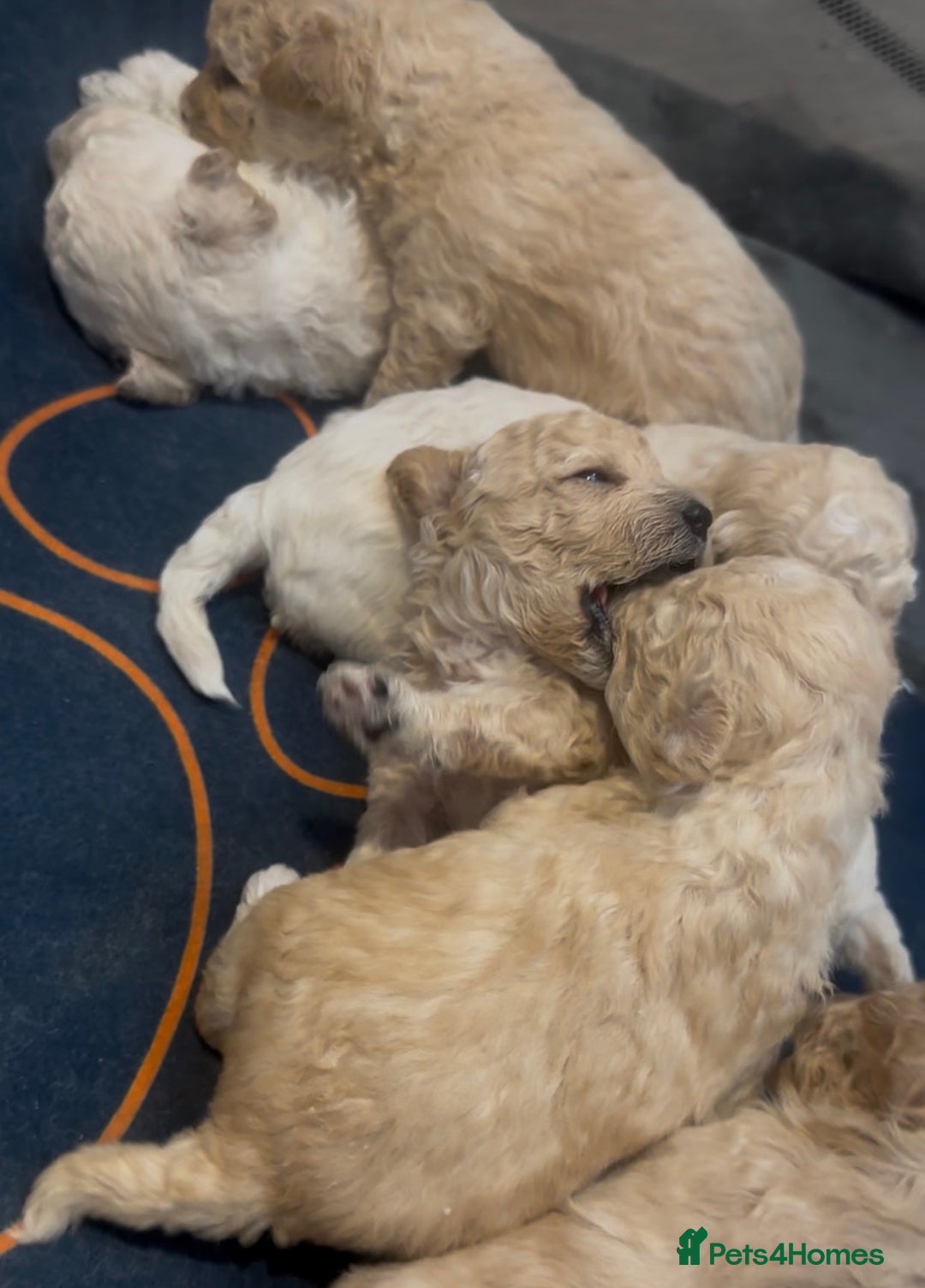 Mixed Breed dogs for sale: Beautiful bichion x Maltese babies  - Advert 4