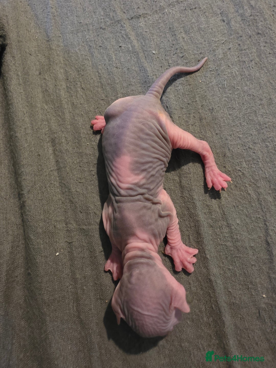 Mixed Breed cats for sale: Adorable Male Kitten – Sphynx x Devon Rex Cross - Advert 21