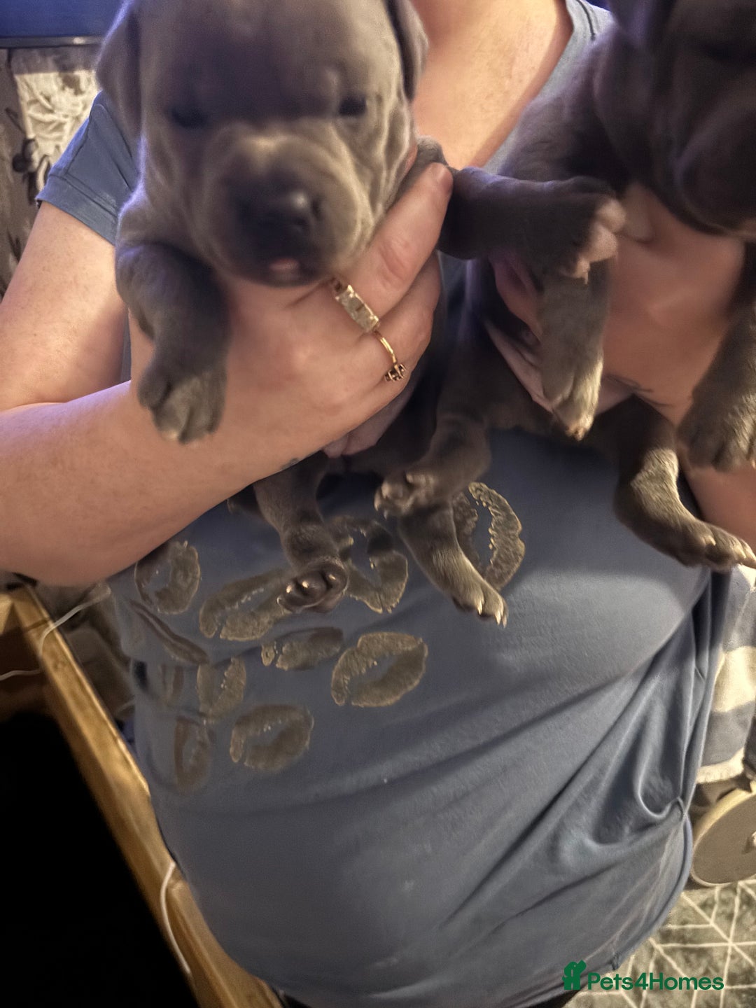 Staffordshire Bull Terrier dogs for sale: Staffy pups  - Advert 7