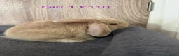 Mini Lop rabbits for sale: Pure Baby Mini Lops For Sale - Advert 12