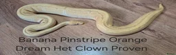 Python Snake reptiles for sale: Variety of Royal Pythons - Advert 10