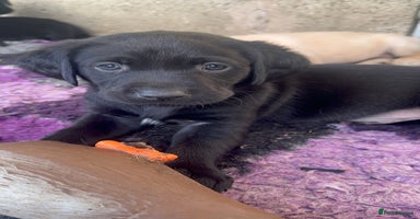 Labrador Retriever dogs - Advert 2