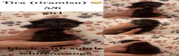 Mixed Breed cats for sale: Cute kitten litter of mix breed.  - Advert 7