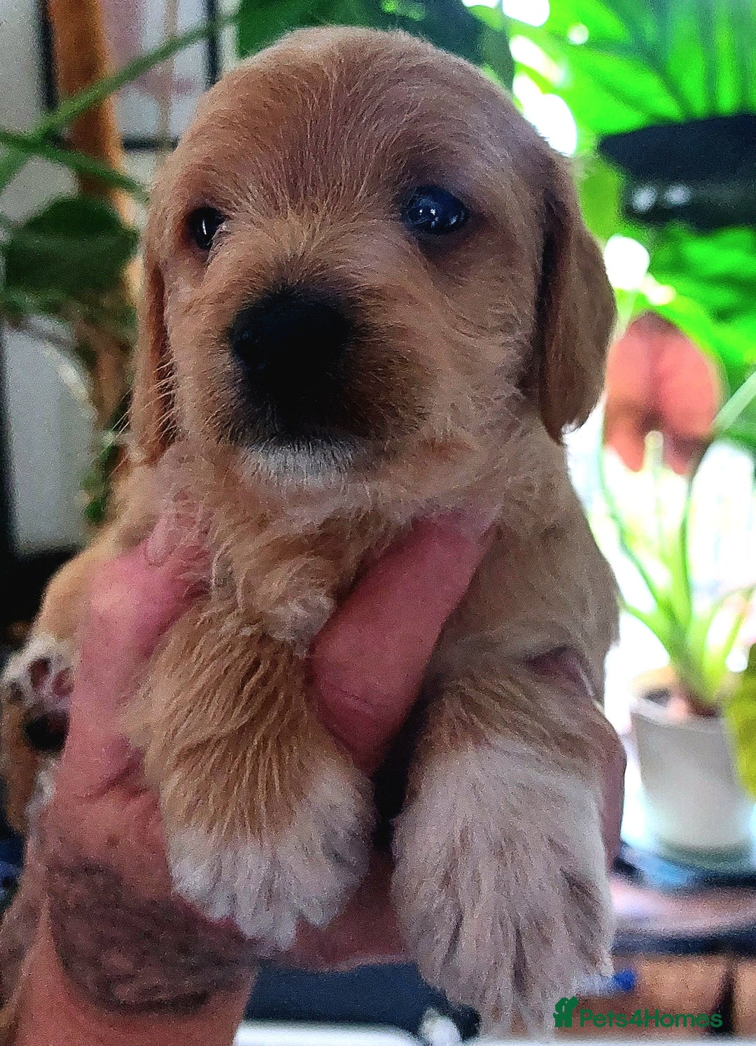 Jackapoo dogs for sale: Stunning jackapoo babies  - Advert 3